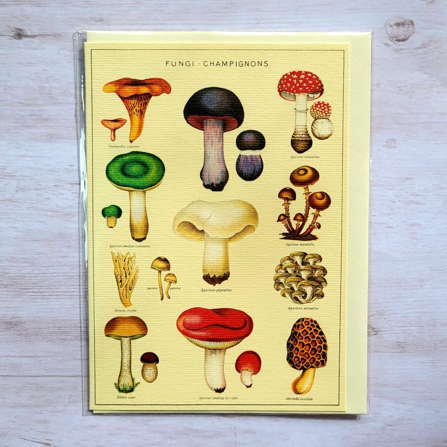 CARD-Fungi